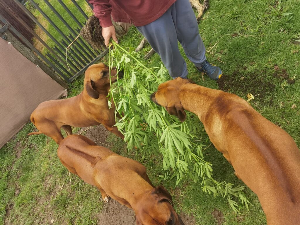 adult dogs eating fresh, raw cannabis leaves outdoors; an educational image showing the safe consumption of non-psychoactive THCA versus the dangers of THC.
