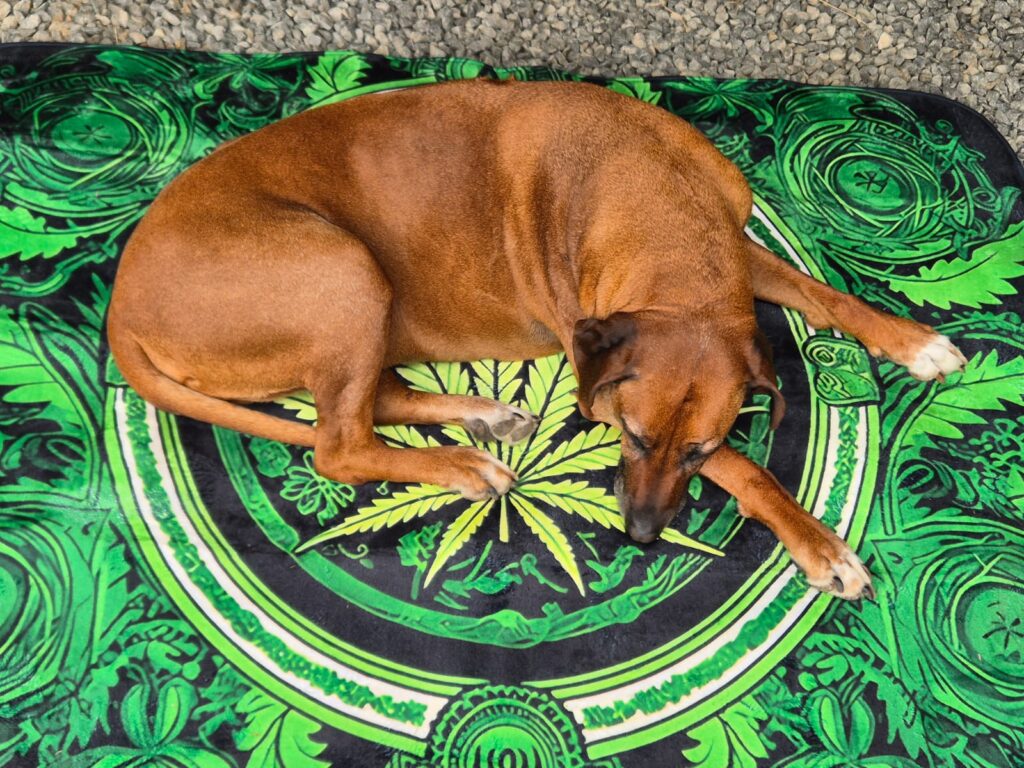 A calm dog relaxing in a serene environment, illustrating Maluti Muti’s guide on safe, non-THC ways to manage pet anxiety