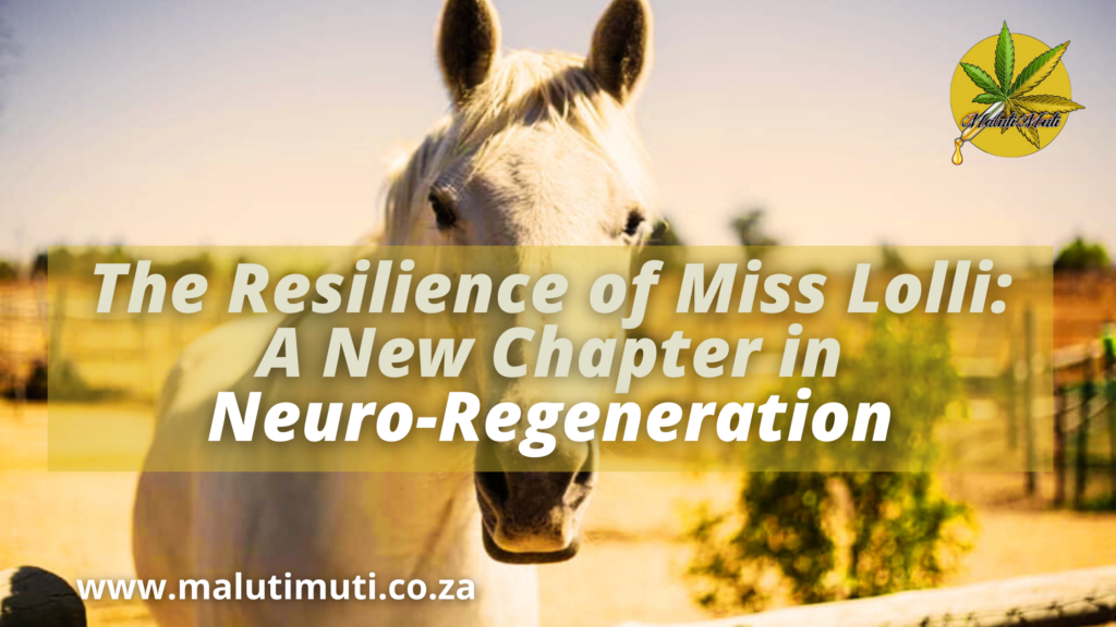 A healthy, recovered horse standing proudly in a field, showing full recovery from a stroke