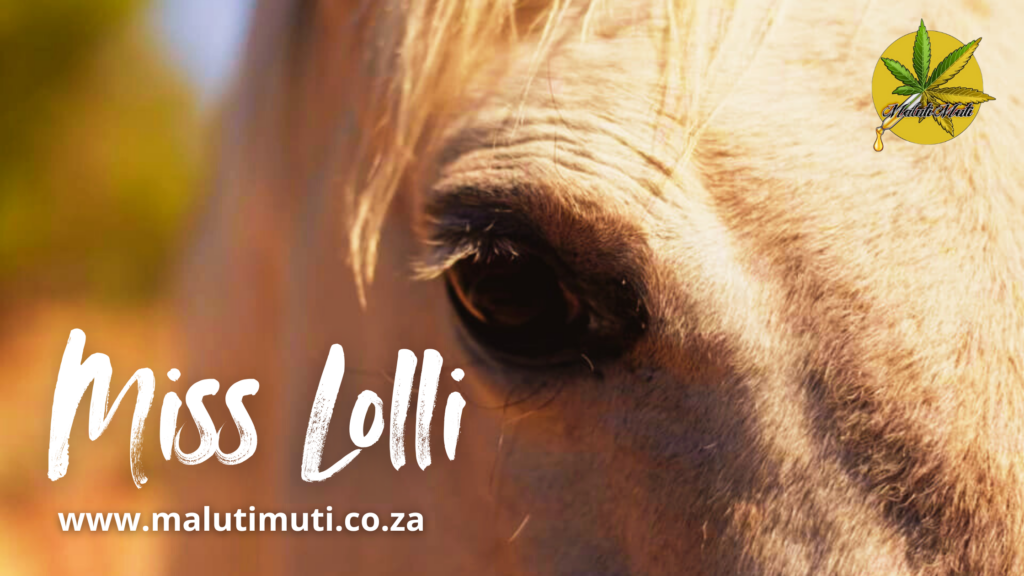 Miss Lolli, a champion horse and the founding heart of Maluti Muti, looking vibrant and strong in the Eastern Free State sunlight.