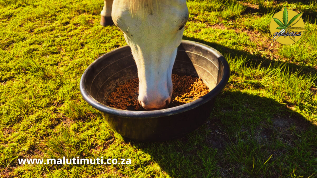 To reduce systemic inflammation and support her brain health, we transitioned her from a fine 'meal' feed to a high-quality pellet form.
